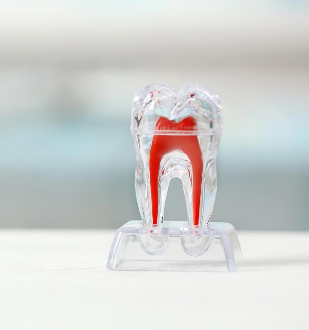Periodoncia, qué es y por qué es importante para su salud bucal